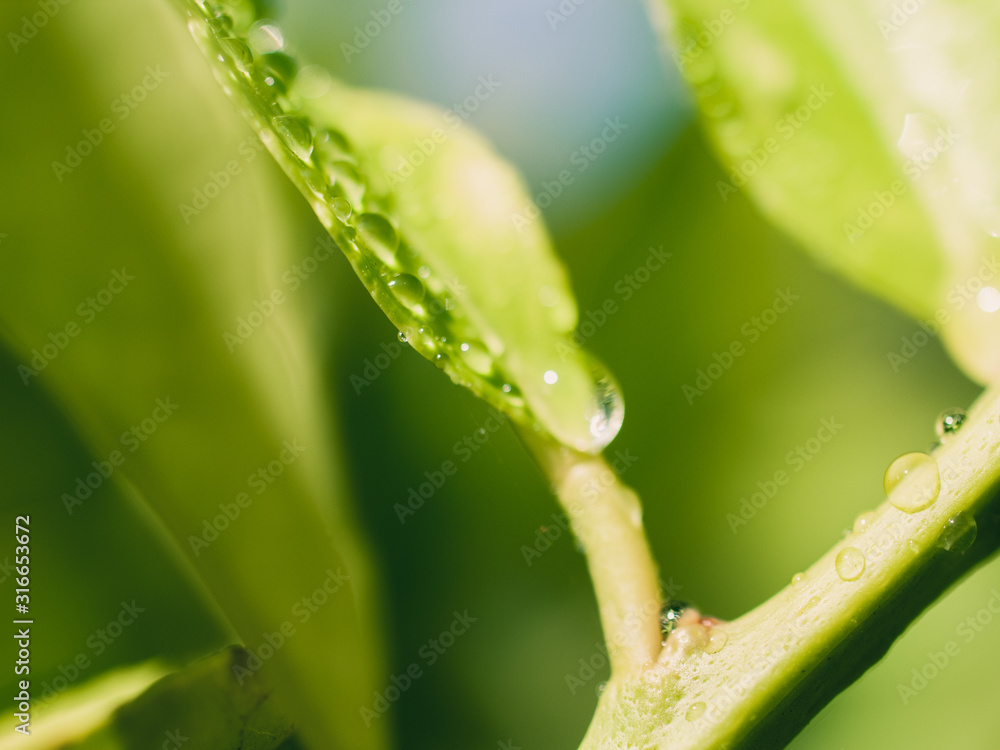 Water droplets on leaf