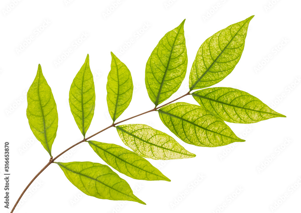 Fototapeta premium Wrightia religiosa leaves tropical isolated on white background.