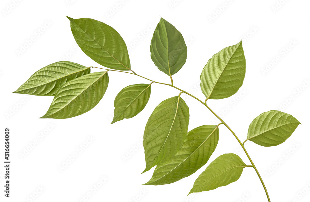 Cananga odorata leaf(Ylang-ylang )tropical isolated on white background, low angle view,with clipping path. Cananga odorata leaf(Ylang-ylang )tropical isolated on white background, low angle view,with clipping path.