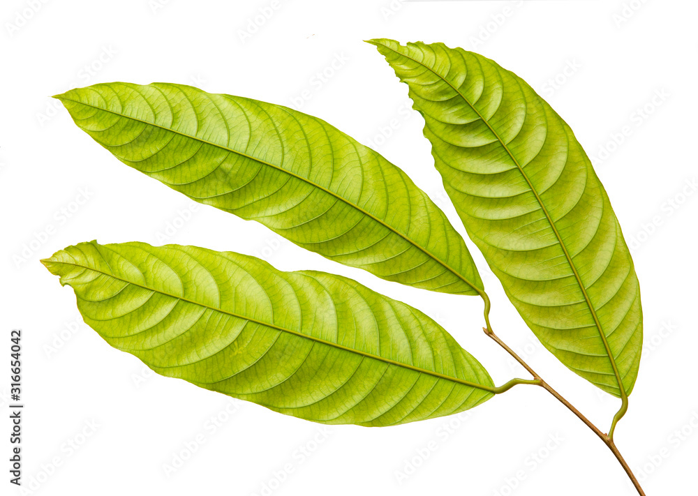 Obraz premium Vatica diospyroides leaf(Chan ka pho) tropical isolated on white background, low angle view,with clipping path.