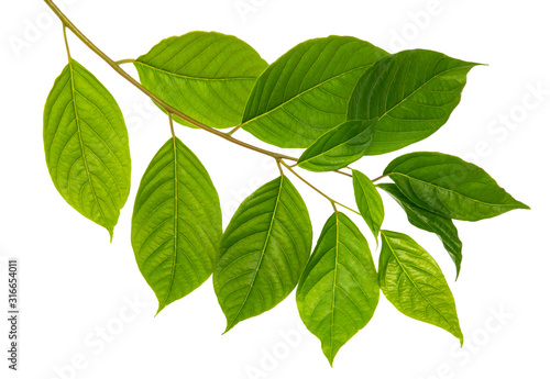 Cananga odorata leaf(Ylang-ylang )tropical isolated on white background, top angle view,with clipping path.