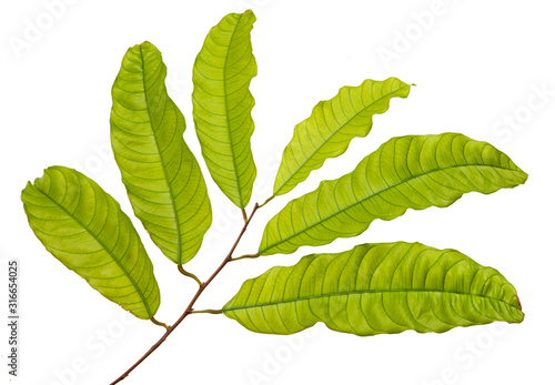 Vatica diospyroides leaf(Chan ka pho) tropical isolated on white background, low angle view,with clipping path. photo