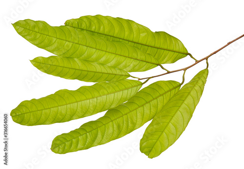 Vatica diospyroides leaf(Chan ka pho) tropical isolated on white background, low angle view,with clipping path. photo