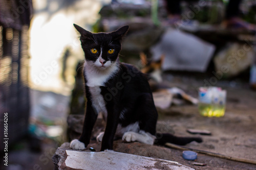 Photography Portrait of wild cats outdoors