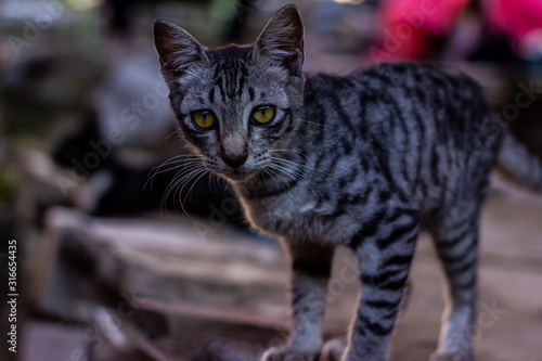 Portrait of wild cats outdoors. Cute domestic animals. Pets relax in a motorcycle repair shop.