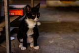 Portrait of wild cats outdoors. Cute domestic animals. Pets relax in a motorcycle repair shop.
