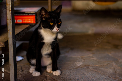 Portrait of wild cats outdoors. Cute domestic animals. Pets relax in a motorcycle repair shop. © Muhammaddsy