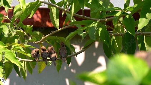 A flock of sparrow birds on the branch