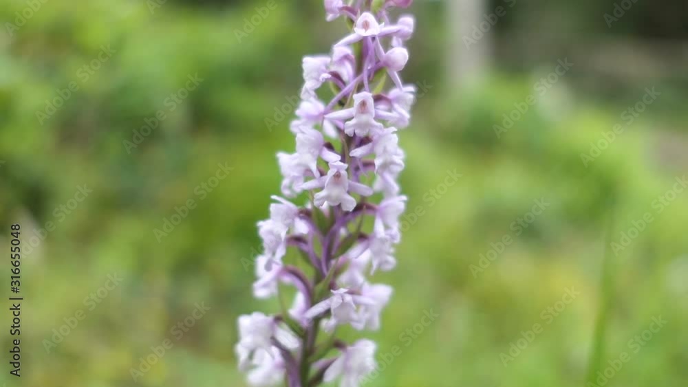 marsh fragrant orchid (Gymnadenia conopsea) in high tauern mountain range in Austria. marsh fragrant orchid (Gymnadenia conopsea) in high tauern mountain range in Austria.