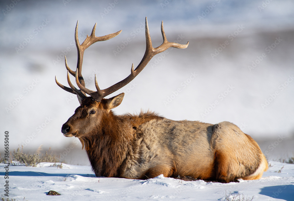 Bull Elk surviving the winter Bull Elk surviving the winter
