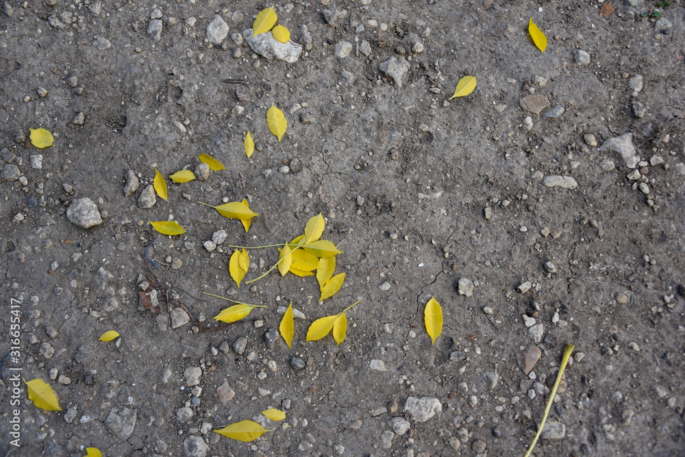 Fallen Yellow Leaves Fallen Yellow Leaves