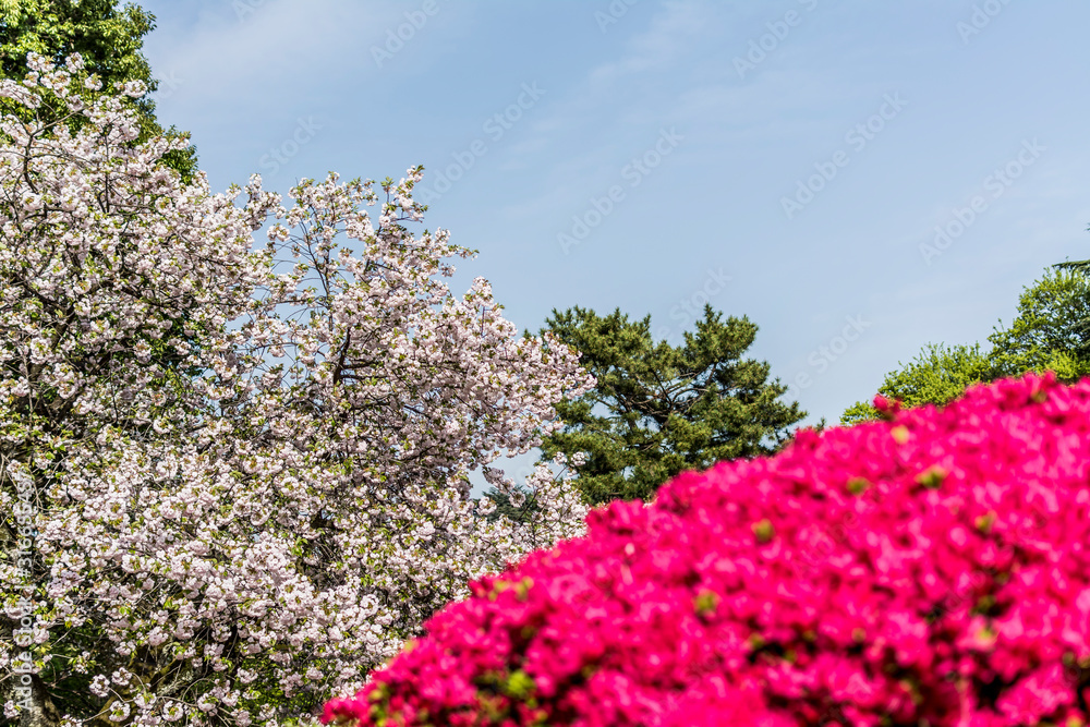東京都新宿区の春の公園に咲く満開の桜とサツキ