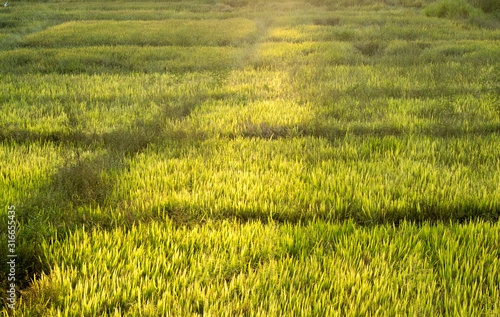 Golden hour sun glows over the rice fields of sri lnka