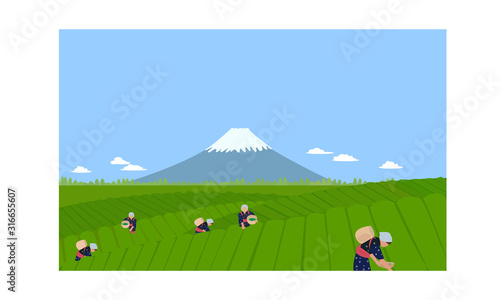 富士山と茶畑
