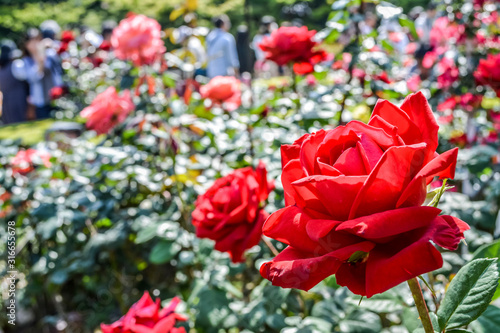 東京都北区西ヶ原にある庭園のバラ
