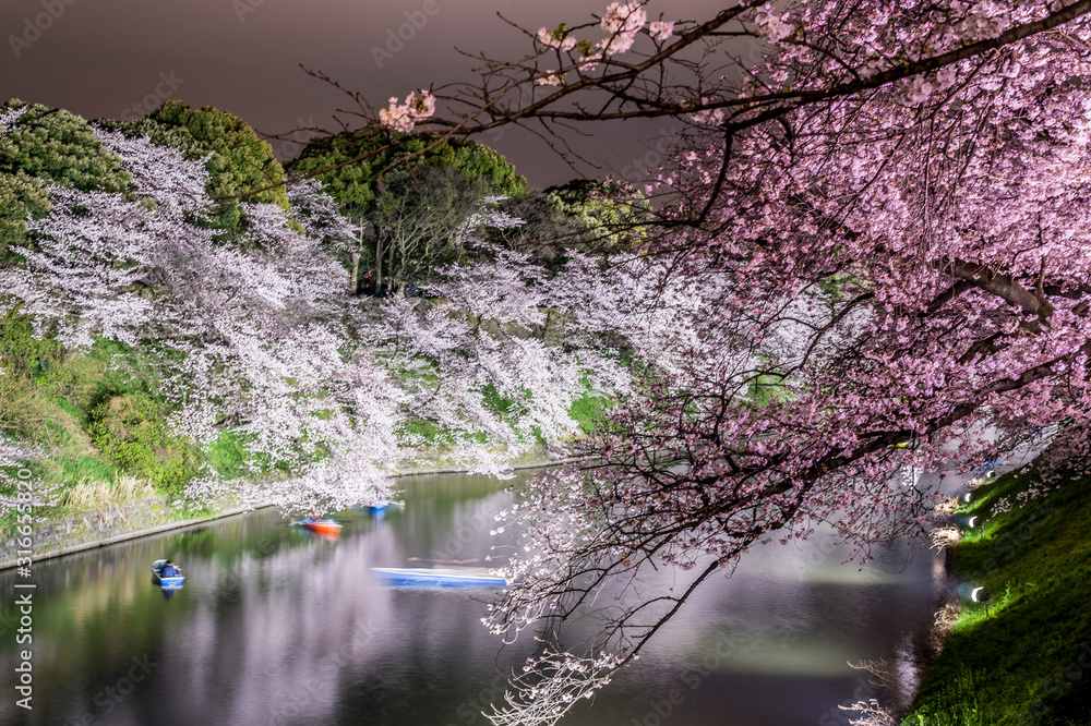東京都千代田区の千鳥ヶ淵のライトアップされた夜桜
