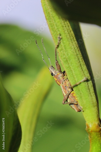 escarabajo en planta