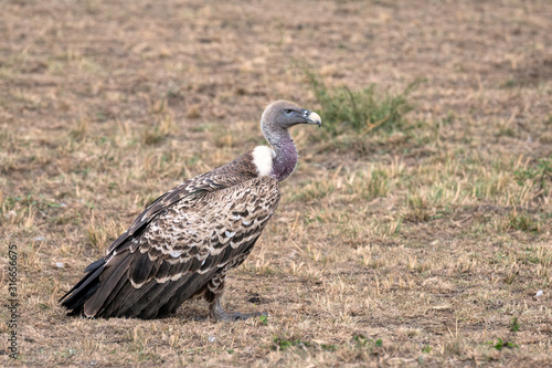 Close up of an African White-Backed Vulture standing in the grass. Image taken in the Maasai Mara  Kenya. 