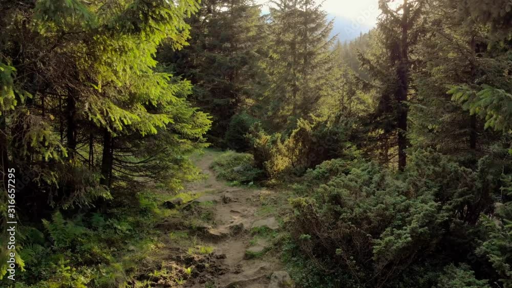 Rays of sunlight in the spruce forest. Sun shining through trees in mountain forest. Beauty of nature.