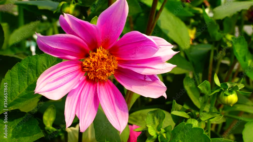 Flower in the garden shined at sun Flower in the garden shined at sun
