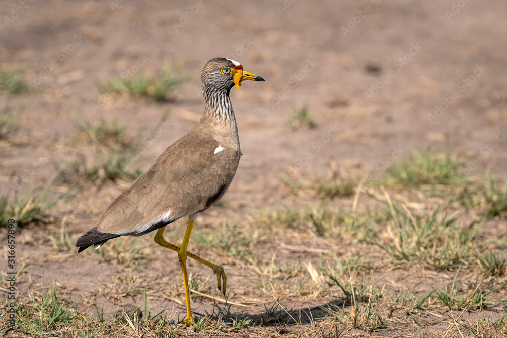 African Wattled Lapwing, also known as the Senegal Wattled Plover or Wattled Lapwing.  Image taken in the Masai Mara, Kenya.
