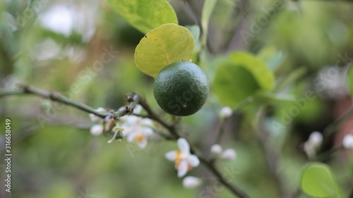 fresh green lemons on the tree