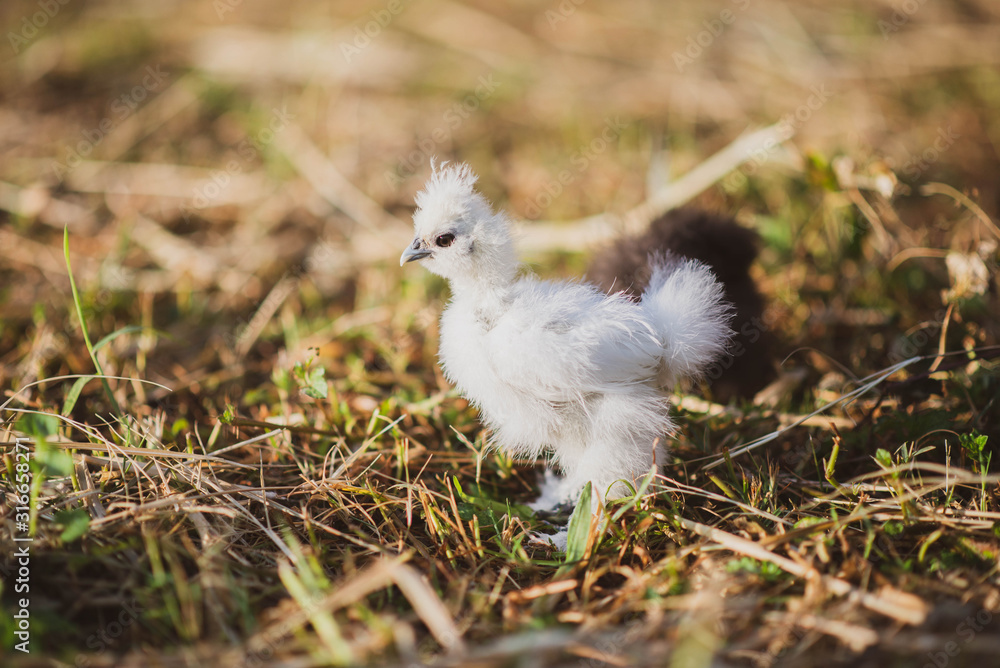 Young black and white chicken silky in the garden Young black and white chicken silky in the garden