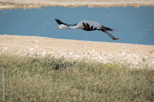 A Blue Crane flying in front of a watering hole.  Image taken in Etosha National Park, Namibia.