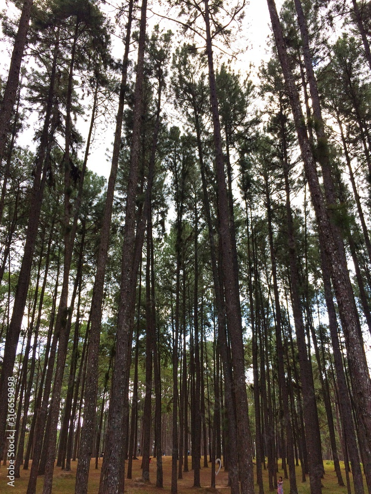 Fototapeta premium A lot of tall pine trees