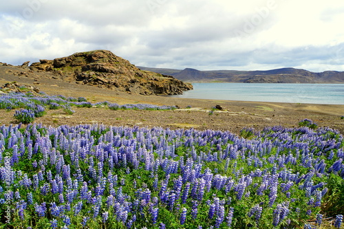 Beautiful field of purple lupine flowers near Lake Kleifarvatn, Iceland photo