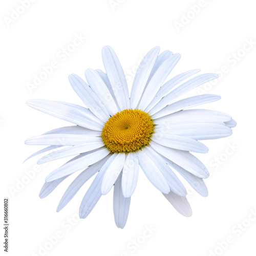 White and yellow daisy flower close-up isolated on a white background with copy space.