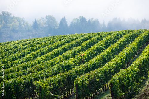 Fototapeta Naklejka Na Ścianę i Meble -  Sun and shadow play over lush green rows of grapevines in an Oregon vineyard, fog softening a view of trees in the background. 