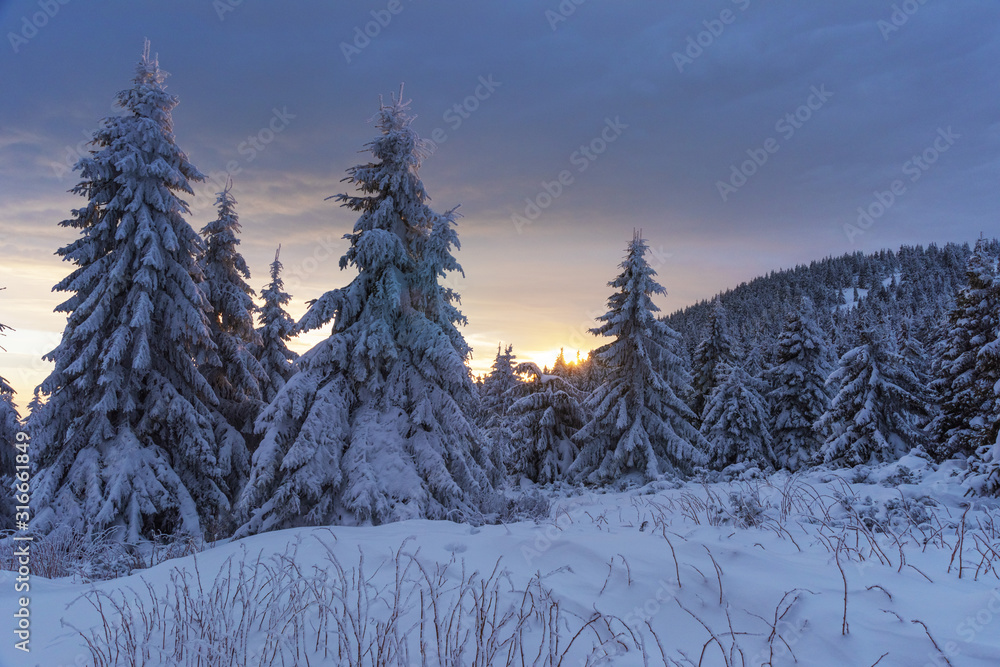 Winter in the forest in the Ukrainian Carpathian Mountains