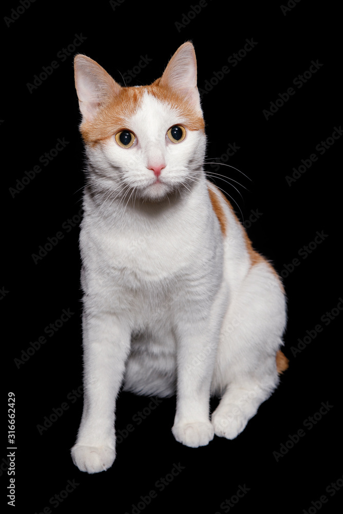 White cat with red spots on a black background.