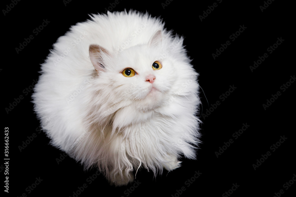 White cat with long fur on a black background.