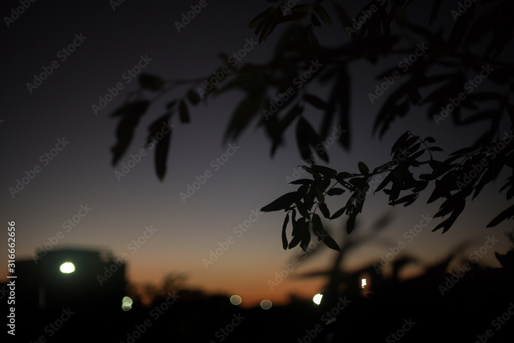 Silhouette of tree leaves with a sunset scenic blurry background