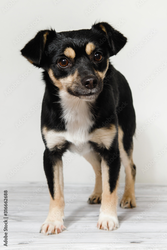 Small purebred dog stands on the floor on a white background