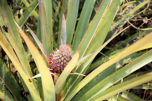 Wallpaper Mural Pineapple of young in farm. Torontodigital.ca