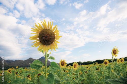 Sunflower on field with sky.