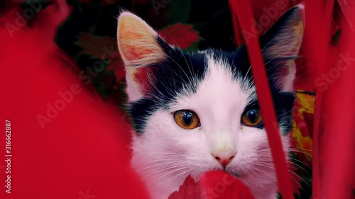 Kitten in red grass. Color perception disorder - tritanopia, protanopia, color blindness. Psychosomatic disorders photo