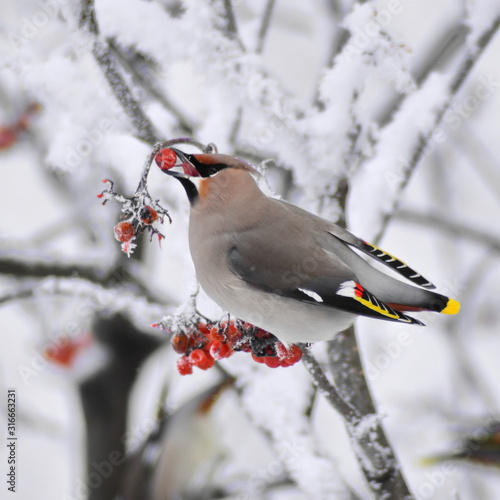 Bombycilla garrulus. Bright little winter bird waxwing sitting on twig of tree with berries covered white snow and eating red berries of mountain ash. Beautiful nature winter background