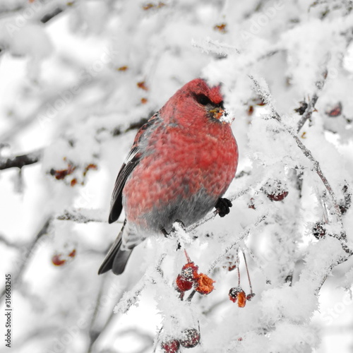 Pinicola enucleator. Little winter red bird among branches of rowan ash with berries covered white snow. Beautiful nature winter background photo