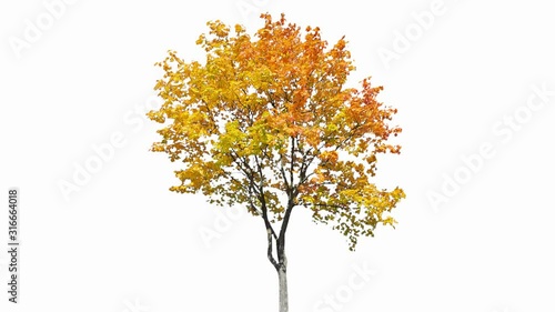 High quality 10bit footage of autumn tree on the wind isolated on white background.  Made from 14bit RAW