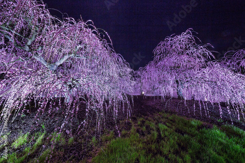 夜に咲く妖艶なしだれ梅は如何でしょうか？ photo