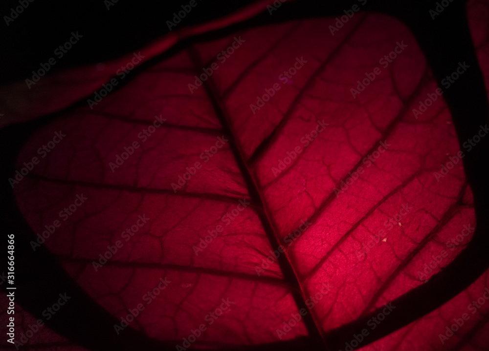 Macro close up of a red / pink leaf