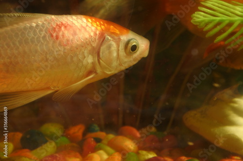 photo of small fish swimming in an aquarium. Fish in the aquarium. Goldfish, Carassius auratus, captive. fishes swimming in aquarium with plants. Goldfish, Carassius auratus, captive.