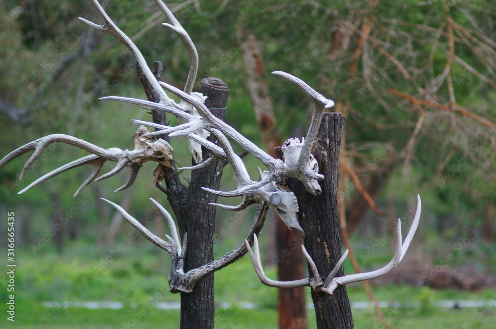 The skulls of deer animals hanging on trees are in the wilderness, traces of wild predators and natural predators.	