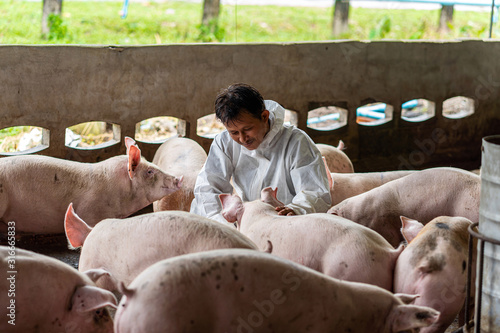 Fototapeta Asian veterinarian working and checking the pig in hog farms, animal and pigs fa