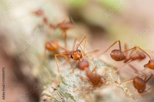 Fire ant on branch in nature sun set and wood background, Life cycle