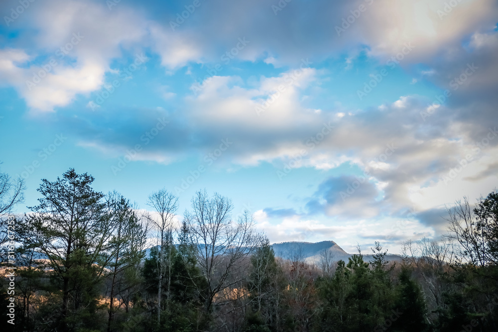 Obraz premium trees and sky